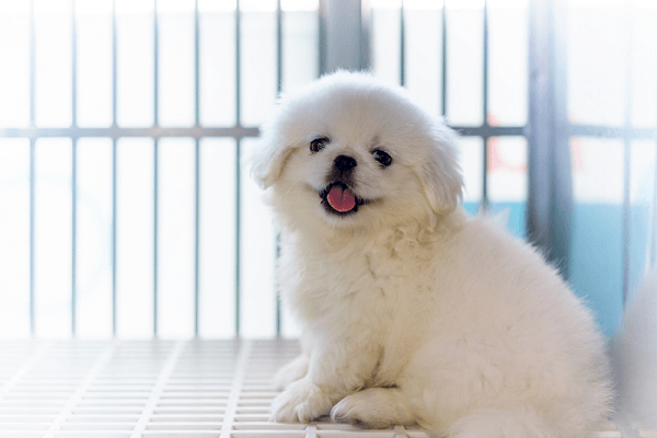 Những thông tin cần thiết về chó Nhật