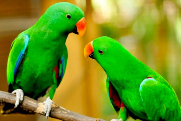 Động vật được con người nuôi thông minh hơn?