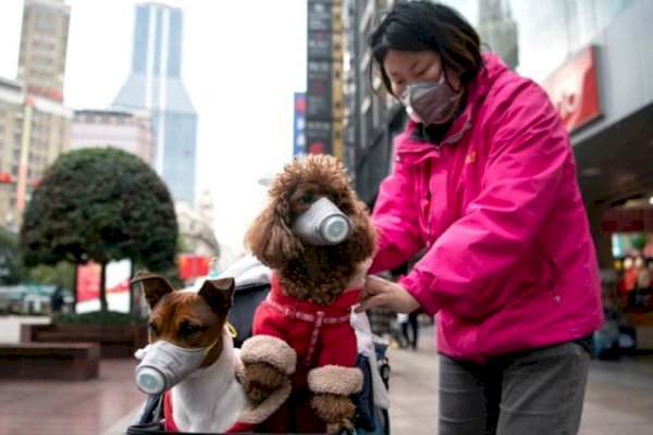 Hong Kong cách ly chó cưng của bệnh nhân nhiễm corona
